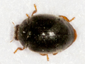 Scymnus auritus